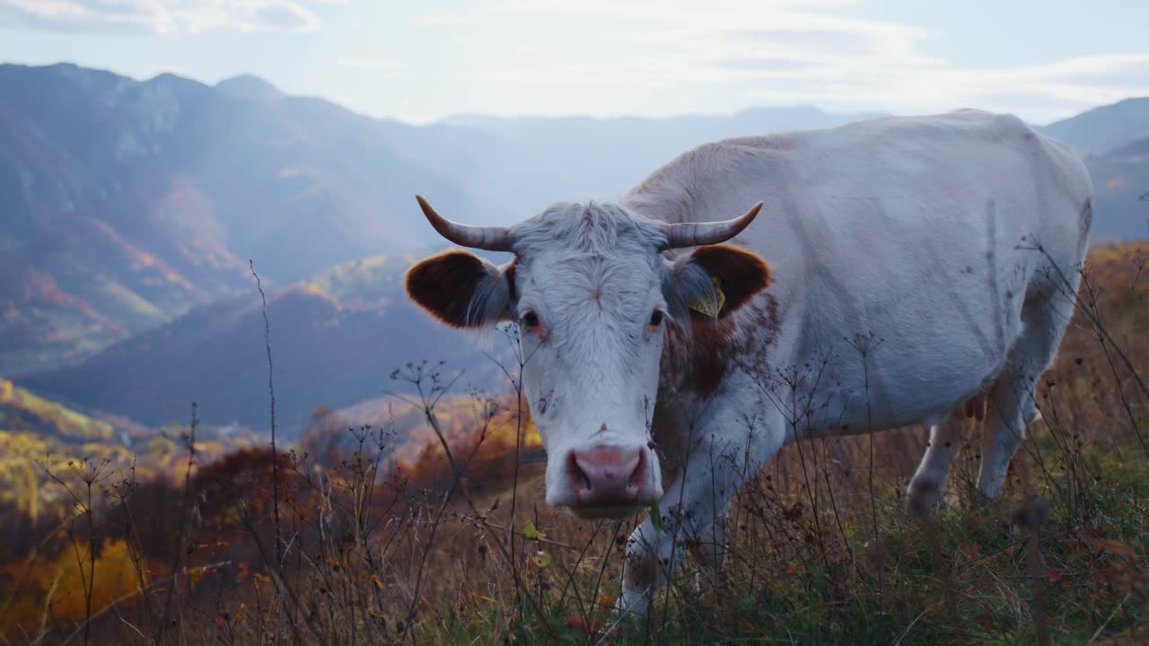 Un'immagine statica, cinematografica, in campo medio di una mucca bianca e marrone a macchie che pascola sull'erba ad alta quota, mentre alza la testa per guardare la fotocamera sullo sfondo di una catena montuosa stratificata e nebbiosa