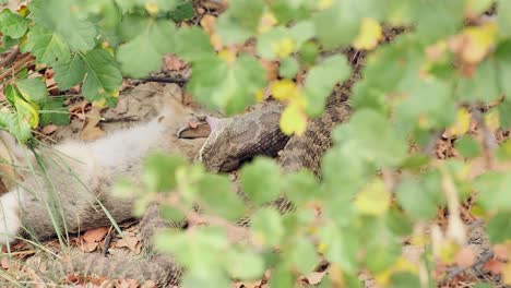 prairie rattle snake pulls large rabbit prey into shrubbery to digest