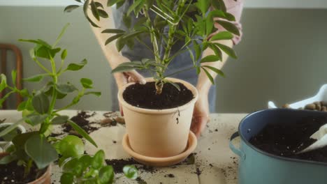 Female-gardener-putting-potted-plant-on-plate