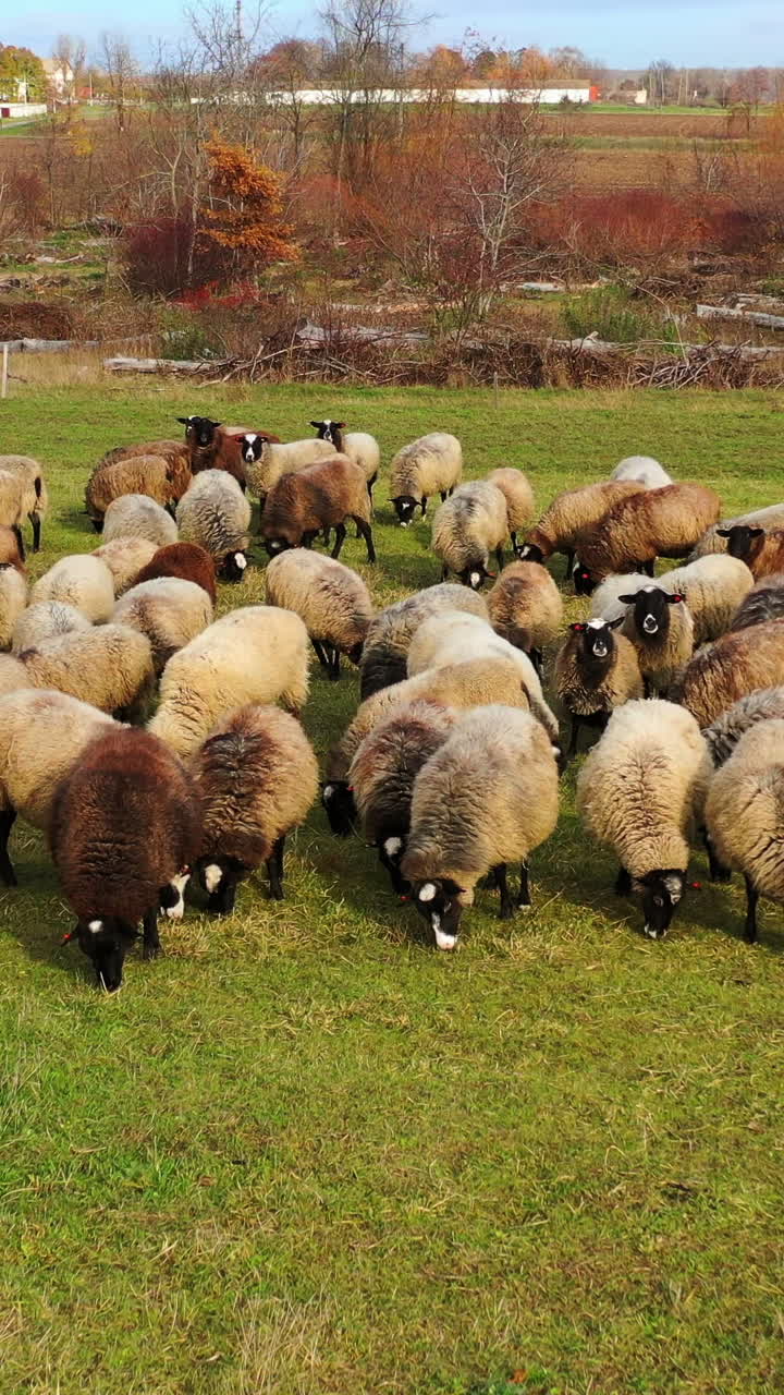 Grazing sheep. Herd of farm animals feeding on a meadow on nature background. Flock of beautiful sheep on field. Vertical video
