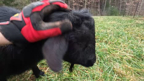 acariciando una cabra enana nigeriana en 4k
