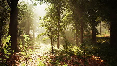 sunbeams shining through a misty forest