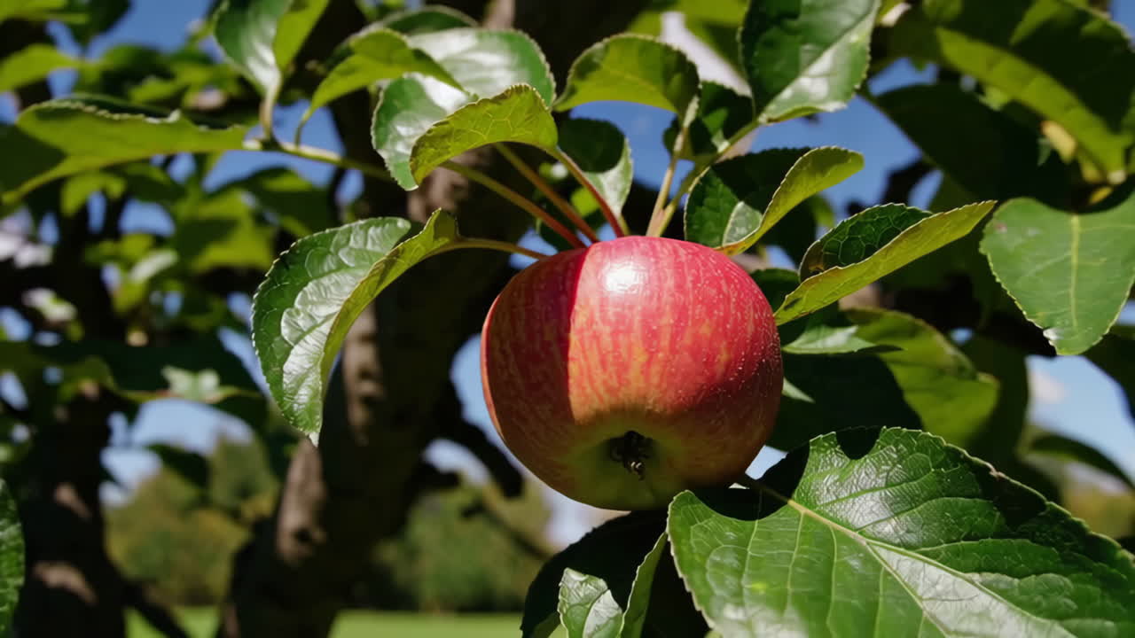 Apple Tree with Apples