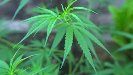 intoxicants are made from the leaves of the cannabis plant