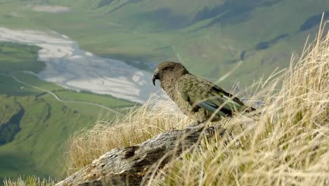 a beautiful native kea bird standing on the mountain top