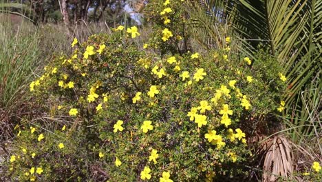 yellow buttercup shrub, wildflowers growing perth, western australia