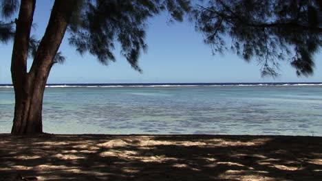 tree by the beach in rarotonga, cook islands