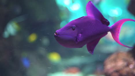 The-Redtoothed-triggerfish-is-a-triggerfish-of-the-tropical-Indo-Pacific-swimming-underwater-close-up-view