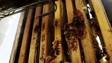 beekeeper smoking the honeycomb of a beehive using a hive smoker