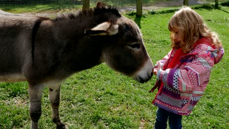 little girl and donkey interacting on a farm