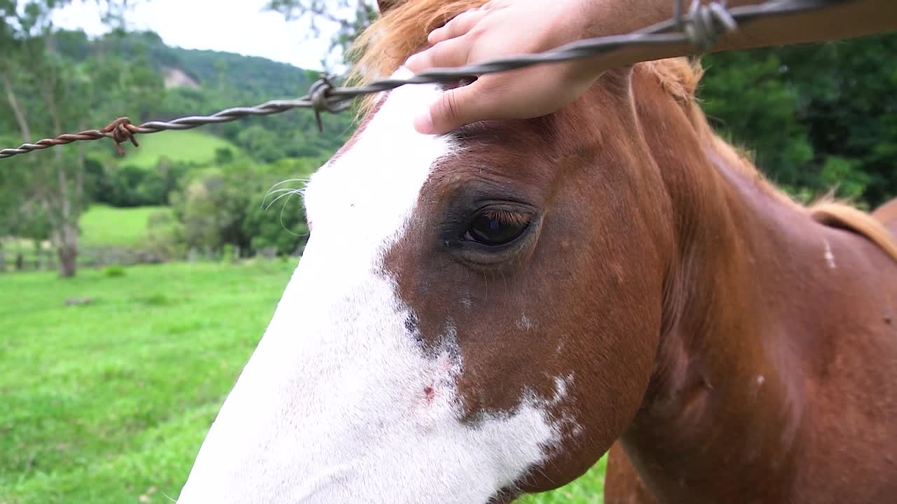 un caballo en campo abierto comiendo hierba durante el verano en brasil
