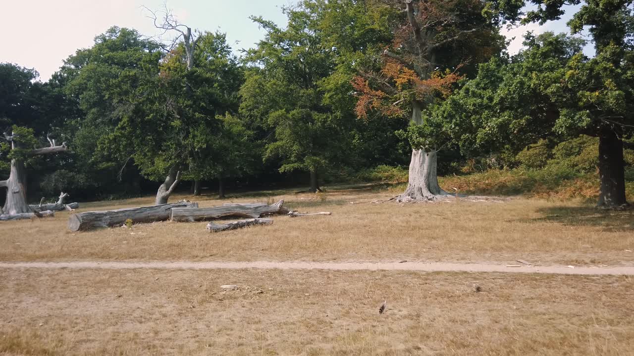остатки некоторых высохших мертвых деревьев в парке ричмонд в солнечный день