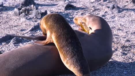 baby sea lions nurse from their mothers on a beach in the galapagos islands