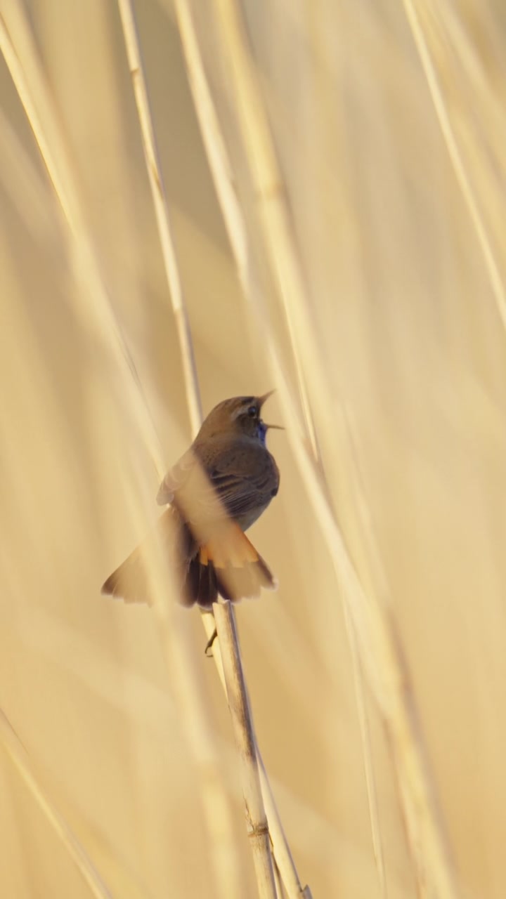 Un uccello pettazzurro mostra il suo piumaggio colorato mentre è posato tra canne illuminate dal sole. Ideale per documentari naturalistici o contenuti a tema natura.