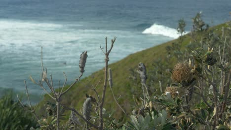 banksia costera en el promontorio con el mar de coral en el fondo en la playa de cabarita, nsw, australia