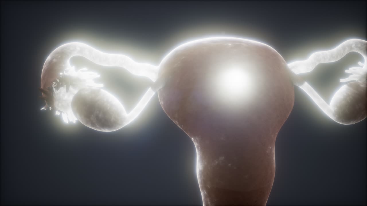 anatomía del sistema reproductivo femenino