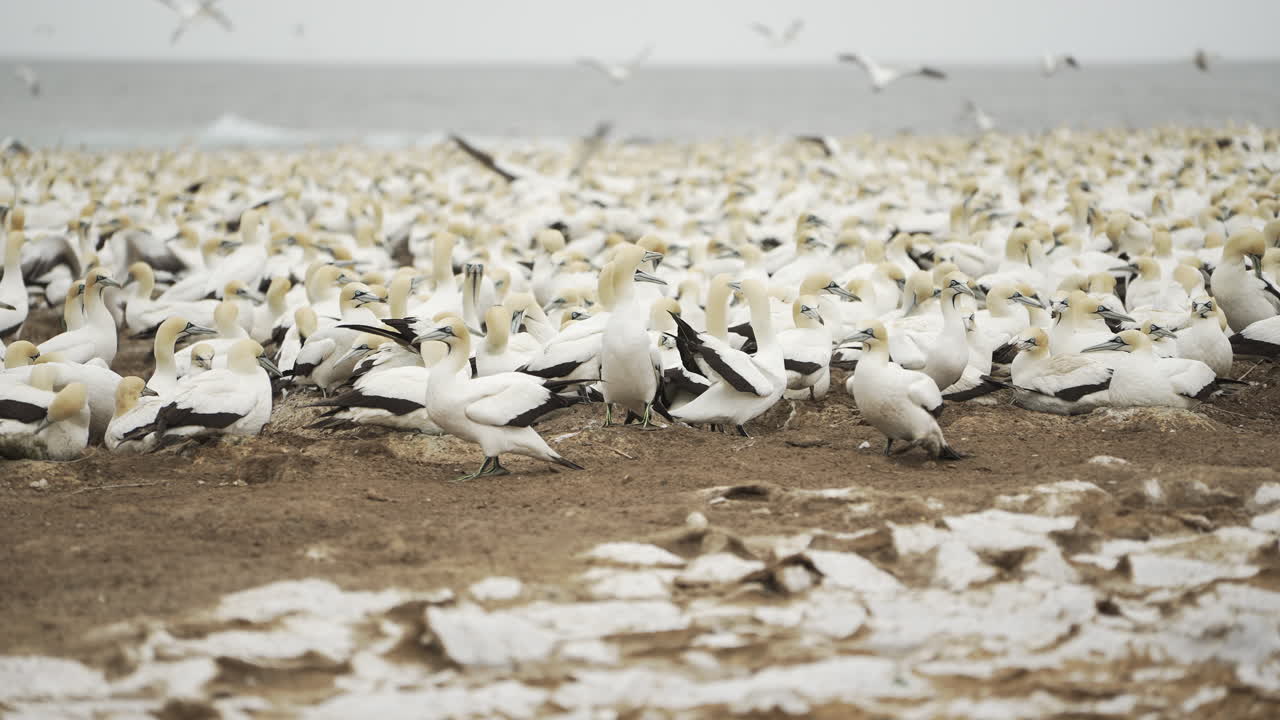 тысячи морских птиц гнездятся на охраняемом острове в заливе алгоа (южная африка)