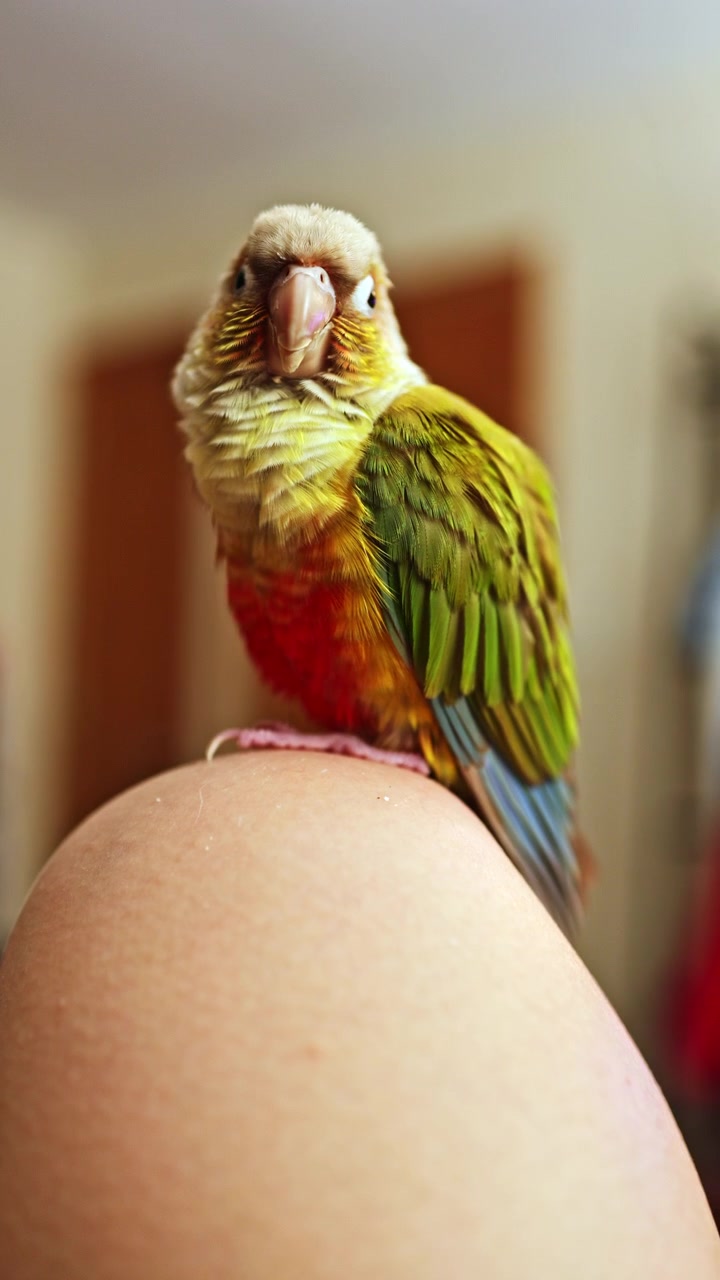 Pappagallo colorato seduto sul ginocchio di una persona all'interno di una stanza durante il giorno.