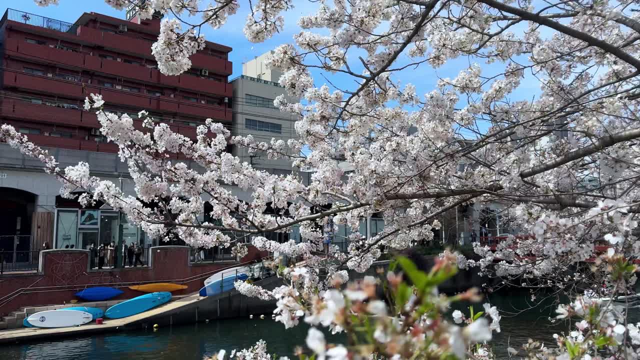 las flores de cerezo en plena floración con un cielo azul claro, las ramas que se cruzan, el edificio en el fondo