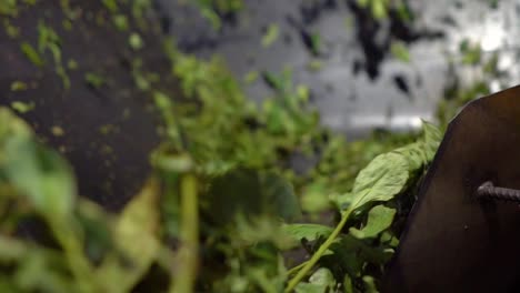 Close-up-of-yerba-mate-leaves,-otherwise-known-as-Paraguayan-holly,-being-processed-in-a-factory,-Misiones-Jardi-n-Ame-rica