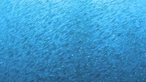 Scuba divers underwater view of a mass of tiny fish shimmering in the sunlight deep below the ocean waters. Marine science