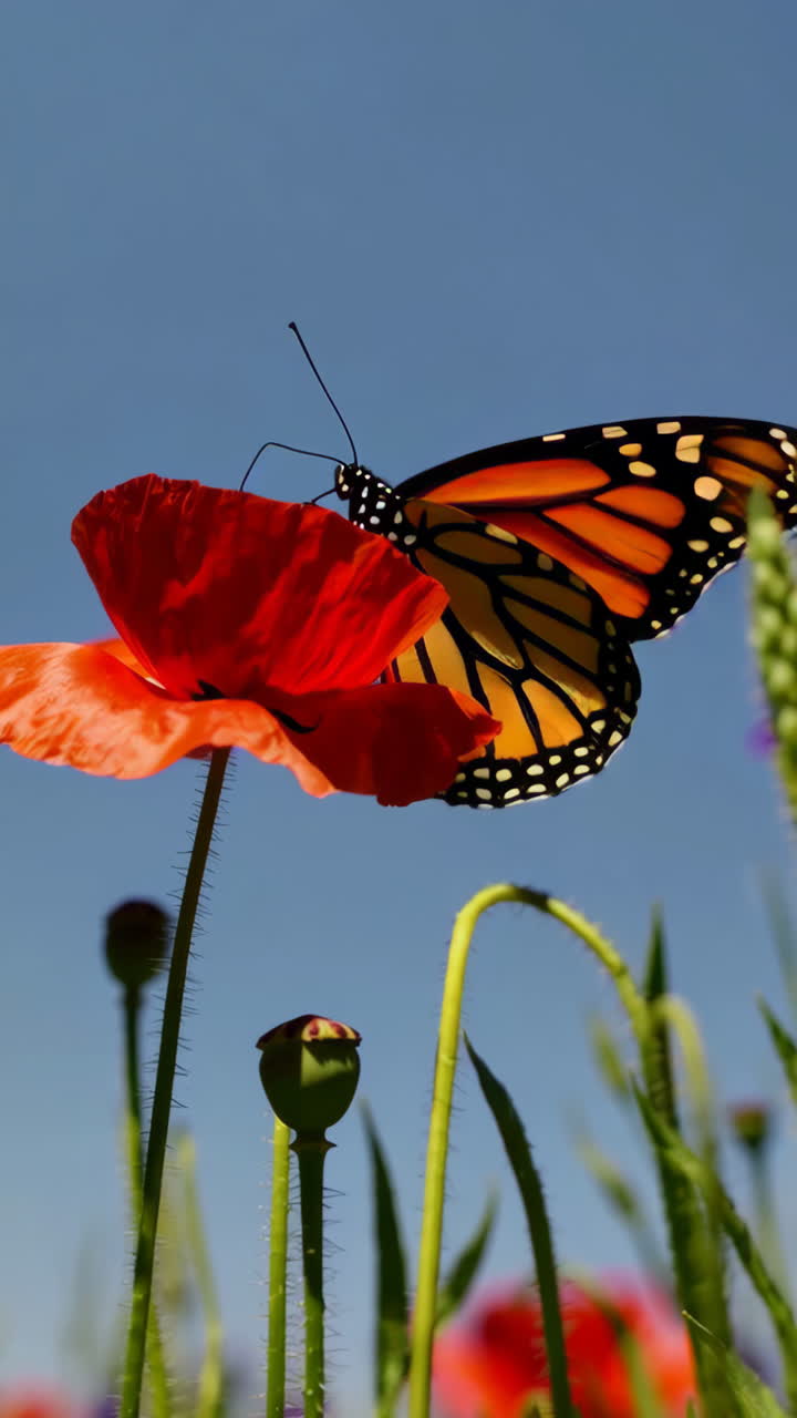Farfalla monarca su un fiore di papavero
