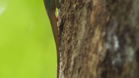 vertical slider shot revealing a green anole lizard backlit from tail to head sitting on a tree bark