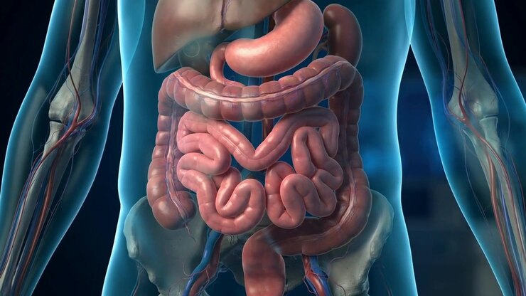 small intestine surgery translucent body view