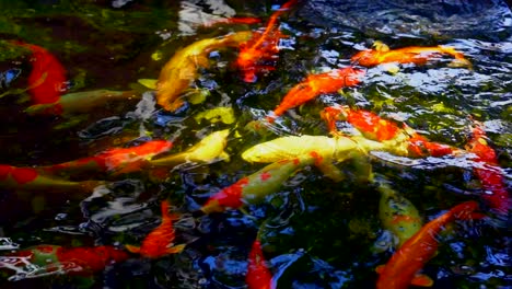 koi fish or colored carp fish swimming around pond. it feeding on water and carp fish eating food on surface of pond.