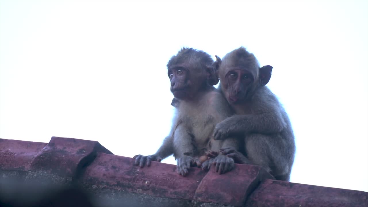 インドネシア、バリ島の猿