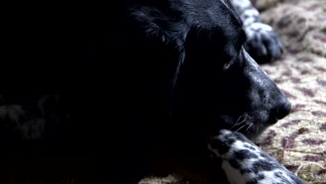 a beautiful hunting dog lies on a spotted plaid and puts his muzzle on the paw