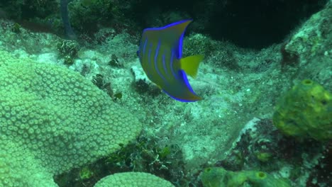 juvenile blue angelfish