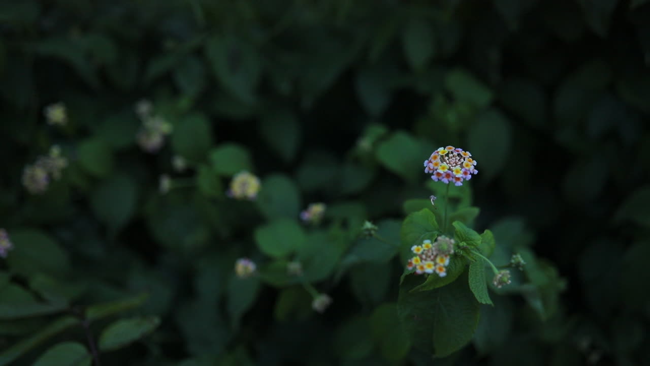 바람에 날아다니는 야생 풀 꽃