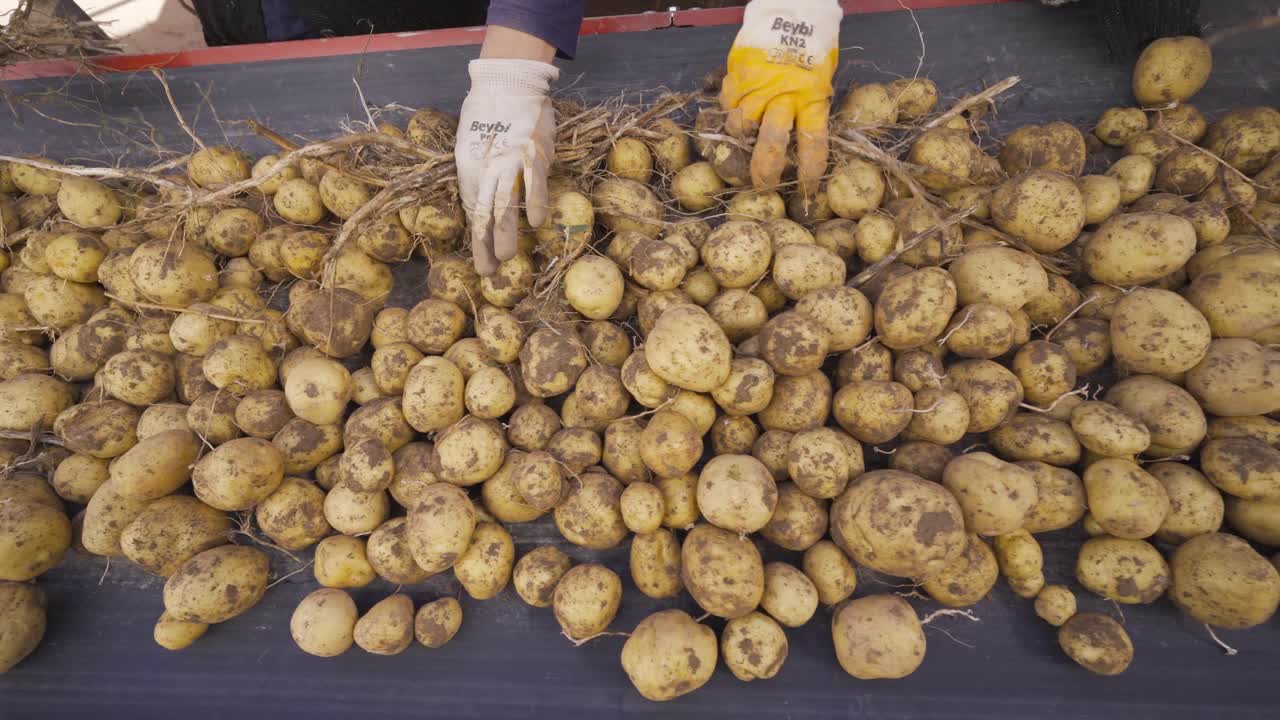 un primer plano de las manos de los trabajadores de la fábrica clasificando, clasificando patatas en la cinta transportadora.