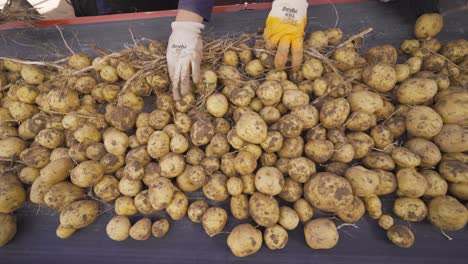 close-up of hands of factory workers sorting, sorting potatoes on conveyor belt.