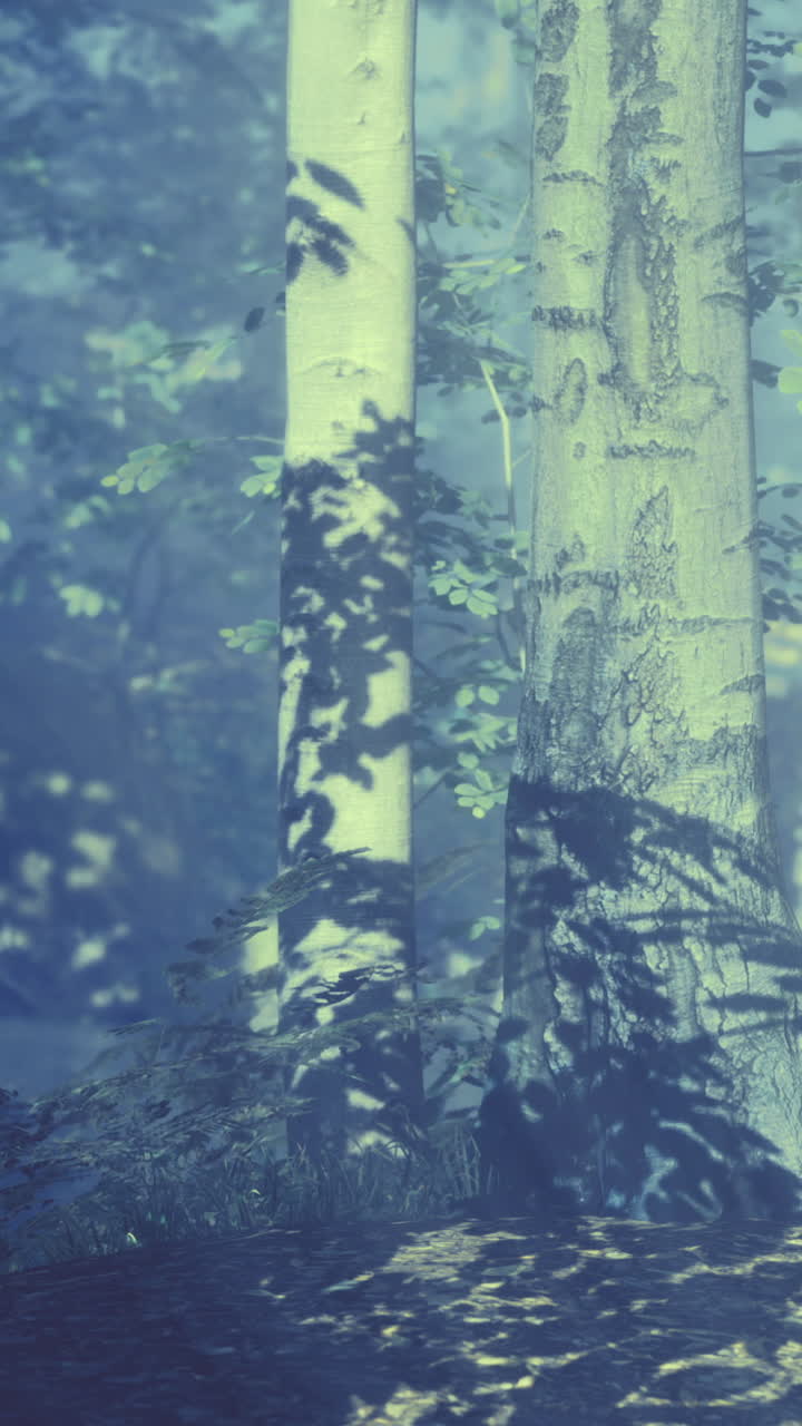 La luce filtra attraverso gli alberi in una foresta silenziosa di giorno.