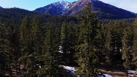 Vista-Panorámica-Ascendente-Del-Bosque-Siempre-Verde-Que-Muestra-Una-Montaña-Nevada-Al-Fondo-En-Cle-Elum-En-Un-Día-Tranquilo-En-El-Estado-De-Washington