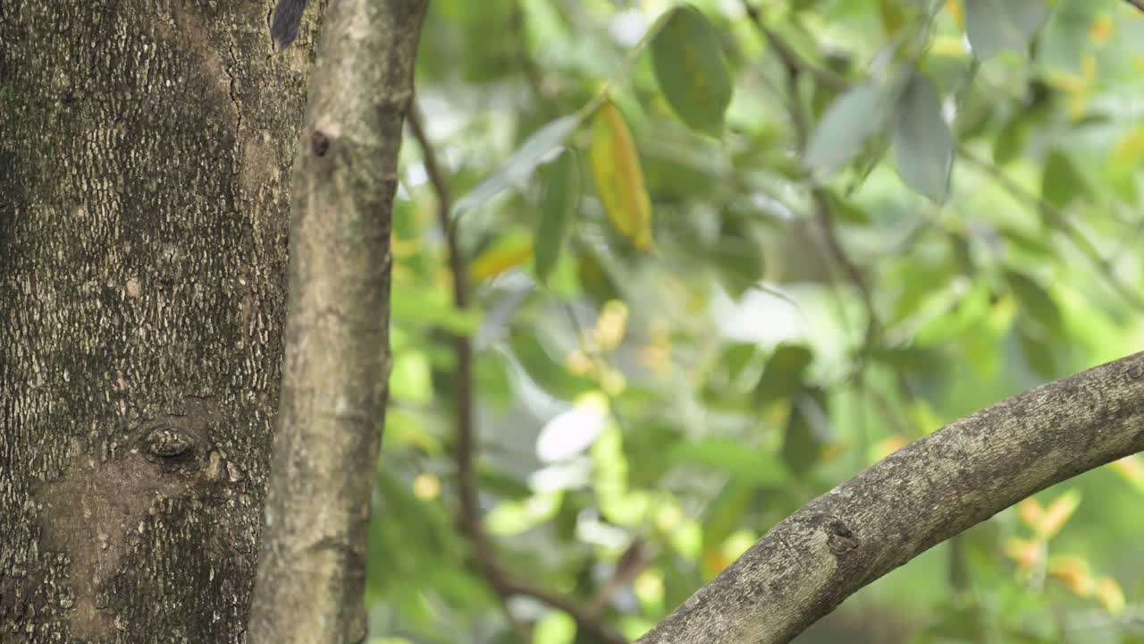Slow Motion Monkeys Climbing a Tree in Africa in Kilimanjaro National Park in Tanzania on an African Wildlife and Animals Safari, Blue Monkey on a Tree Branch in a Forest on Branches