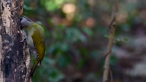 el pájaro carpintero de cabeza gris también se llama pájaro carpintero de cara gris se encuentra en muchos parques nacionales en tailandia y es muy particular en la elección de su hábitat para que prospere