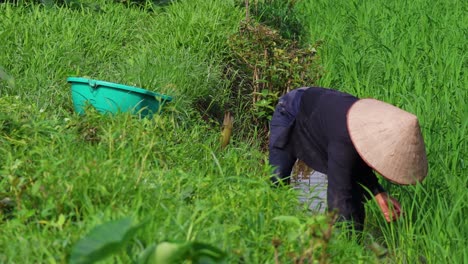 person in conical hat working in green field