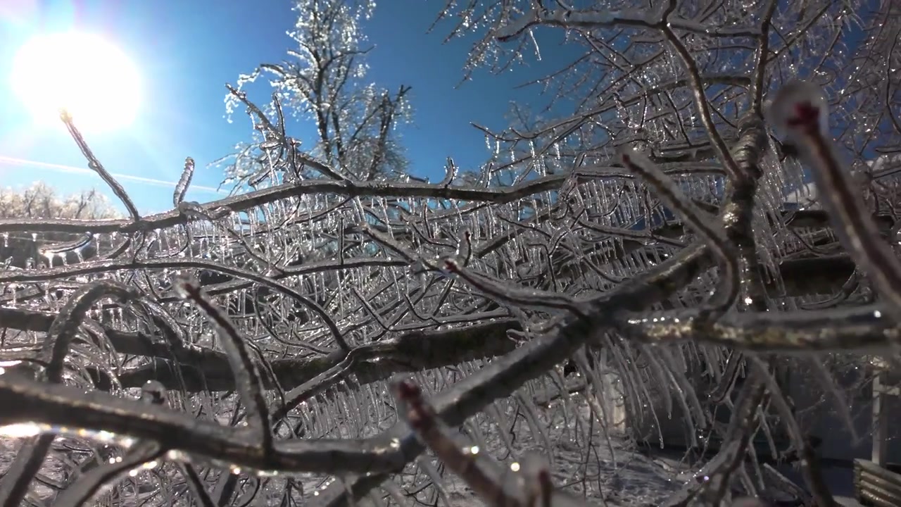 Gefrorene Äste, bedeckt mit dickem Eis nach einem Eissturm. Beschreibung: Eine Nahaufnahme von Ästen, die nach einem schweren Eisregenereignis oder Eissturm vollständig von dickem, glitzerndem Eis umhüllt sind.