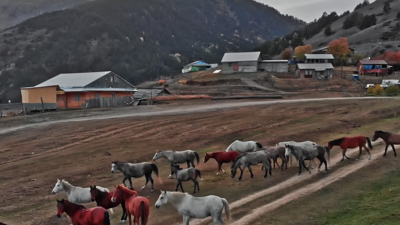 Hester beiter i et landlig område i Georgia i Kaukasus-regionen.