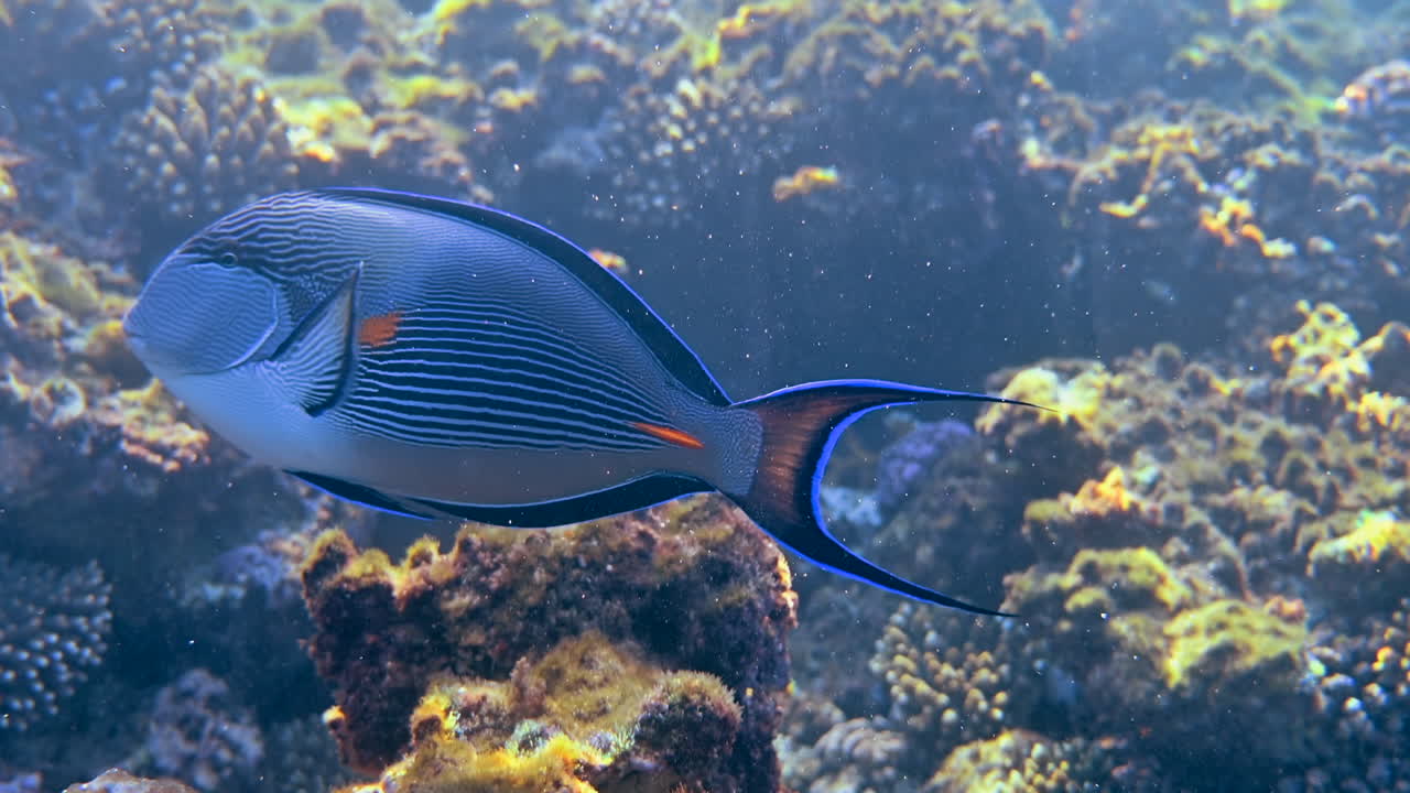 Close up of a Sohal surgeonfish swimming near a coral reef