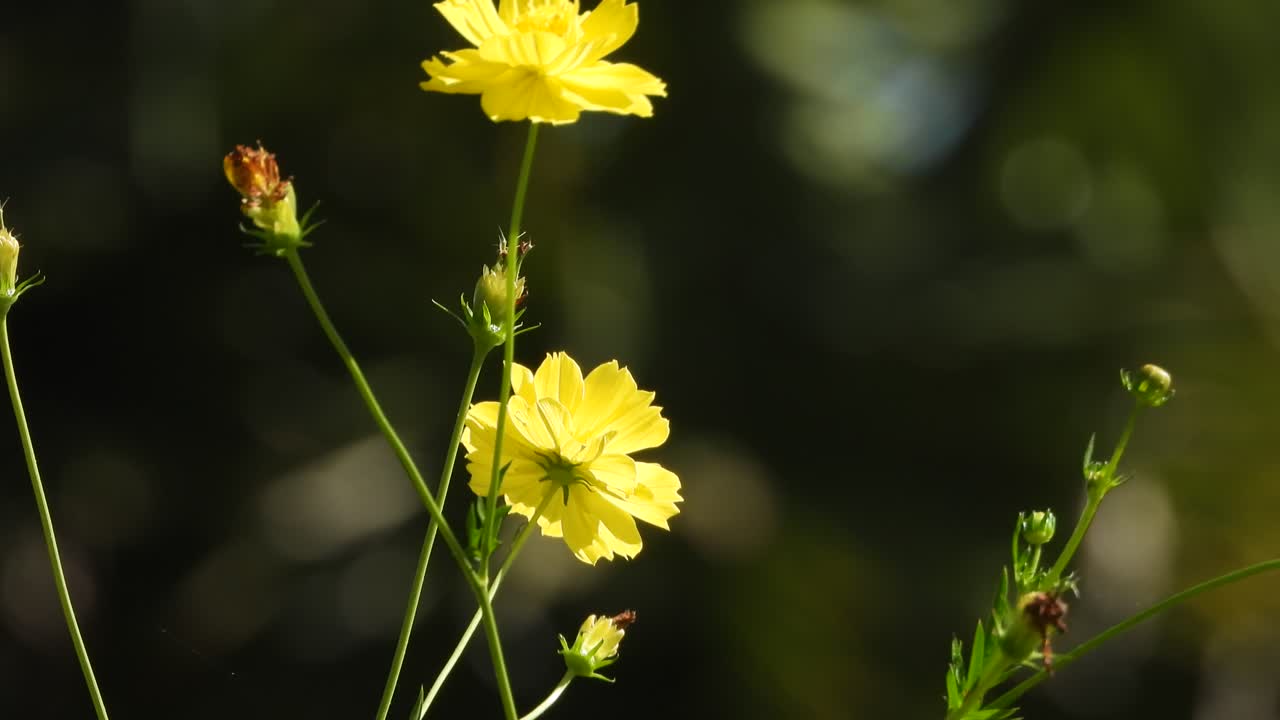 Beautiful yellow flowers in wind