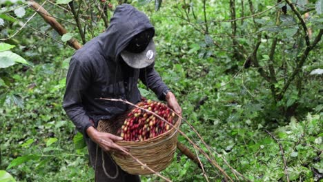 trabajador migrante clasificando hojas de cerezas de café recién recolectadas