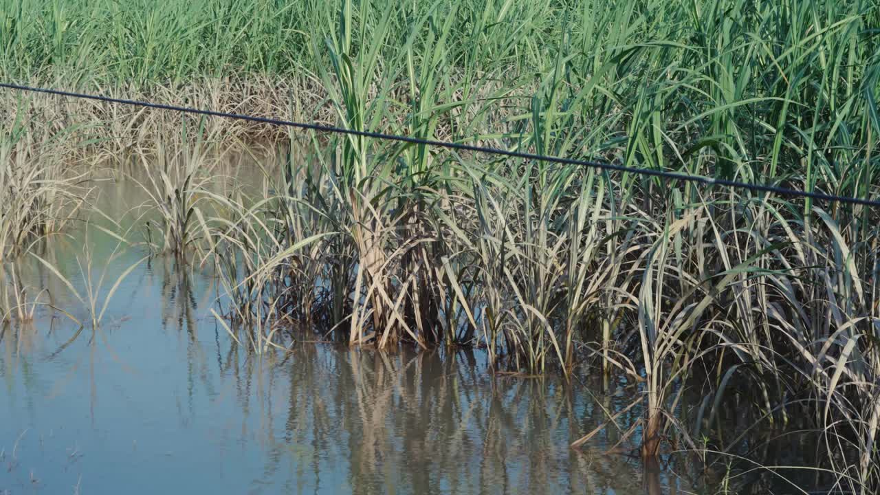 Flood Water Submerging Sugarcane Crop Plants in Punjab Pakistan Field