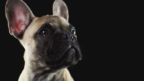 studio portrait of french bulldog puppy against black background