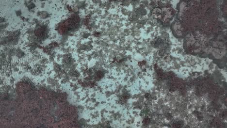 moorea, french polynesia - descending to the lagoon, where sharks glide through the water - underwater shot