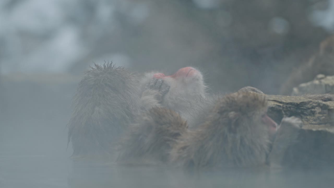 sumérgete en el mundo sereno de jigokudani onsen, donde un mono de nieve se relaja en las relajantes aguas termales, completamente relajado mientras otro macaco ofrece un suave masaje de aseo.
