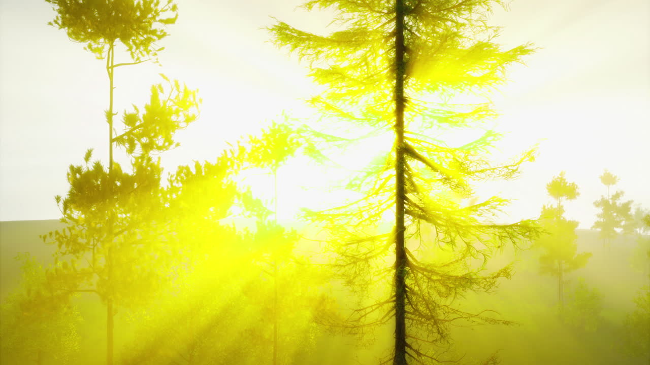 Golden sunlight filters through tall trees in a peaceful forest setting